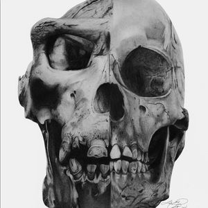 Graphite skull drawing(print of original)